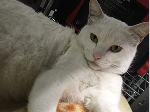 店番 ネコテック